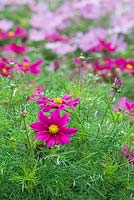 Cosmos bipinnatus 'sonata' flowers - Mexican aster - july - Oxfordshire