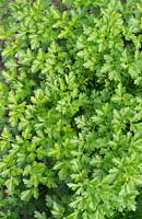 Petroselinum crispum var. neapolitanum 'Titan' - Flat leaved parsley - August - Oxfordshire
