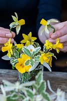 Golden winter posie step by step in February. After pittosporum foliage, Clematis armandii, winter flowering jasmine, 'Tete-a-Tete' daffodils, yellow violas and white crocuses, Narcissus 'Jack Snipe' are added.