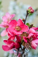 Late winter cut flowers. Pink Japanese flowering quince. Chaenomeles x superba 'Pink Lady'.