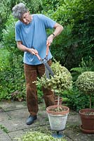 Clipping variegated Box topiary lollipops - Buxus sempervirens variegata - with shears: June, early Summer.