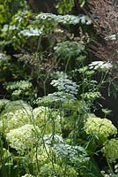 Ammi majus, Panicum virgatum 'Northwind' and Hydrangea 'Annabelle'. Vestra Wealth - Encore: A Music Lovers' Garden. Hampton Court Flower Show, June, 2015.