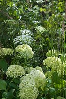 Ammi majus, Panicum virgatum 'Northwind' and Hydrangea 'Annabelle'. Vestra Wealth - Encore - A Music Lovers' Garden. Hampton Court Flower Show, June, 2015.