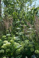 Ammi majus, Panicum virgatum 'Northwind' and Hydrangea 'Annabelle'. Vestra Wealth - Encore. A Music Lovers' Garden. Hampton Court Flower Show , June 2015.