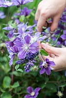 Cottage garden posie step by step in June: Cutting Clematis 'Arabella' flowers.