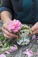 Cottage garden posie step by step in June: Combination of rose with herbaceous perennial. Rosa 'Anne Boleyn' and Achillea millefolium.