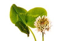 Trifolium repens - White clover