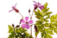 Geranium robertianum commonly known as Herb Robert Red Robin