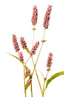 Persicaria maculosa - Polygonum persicaria - Redshank