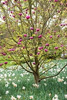 Magnolia black tulip 'Jurmag1'
