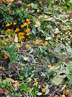 Compost heap with tagetes