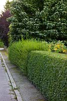 Hedge of Ligustrum vulgare being cut - early September - Private garden, Malmo, Sweden