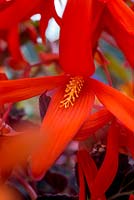 Begonia boliviensis 'Santa Cruz Sunset'
