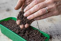 Covering Salvia horminum 'Blue Denim' seeds with a layer of compost