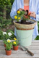 Removing Bidens Bidy 'Gonzales Big' Red Fox from pot, ready to plant in hanging basket