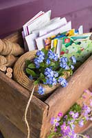 A box of mixed seeds and tools for sowing them, accompanied with some Myosotis
