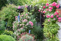Romantic garden with roses, wooden garden shed and blue ceramic sculptures, Rosa 'Leonardo da Vinci', 'New Dawn', 'Rosarium Uetersen', Alchemilla mollis, Buxus and Foeniculum vulgare 'Rubrum'