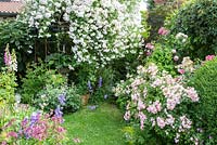 Rose garden with arch, perennials and a lawn, Rosa 'Ballerina', 'Paul's Himalayan Musk', Astrantia, Bergenia, Campanula persicifolia var. sessiliflora