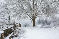 Winter scene with wooden fence and walnut tree - Juglans regia