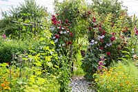 Roses and Clematis on an arch over paved footpath in a farmer's  garden with flowers and vegetables, other plants are 'Amadeus' Rosa, Alcea, Anethum graveolens, Calendula officinalis, Leonurus cardiaca, Verbascum