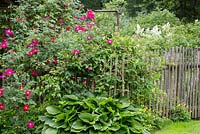 Rosa 'Scharlachglut', Hosta ventricosa, Corydalis lutea, Hosta ventricosa next to wooden fence.