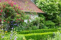 Garden with low clipped box alley, climbing rose on an arch and a big elder. Plants are Rosa 'Louise Odier', 'Rose de Resht', 'Scharlachglut', Buxus, Campanula persicifolia, Clematis 'Dorothy Walton', Clematis 'Fujimusume', Sambucus nigra