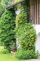 Lonicera tellmanniana and Hedera helix - Ivy and honeysuckle growing on an historic farmhouse, Germany