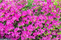 Rhododendron 'Vuyk's Scarlett'