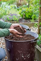 Disributing layer of compost over freshly sown Chard 'Pot of Gold' seeds