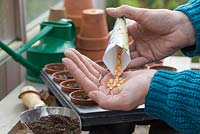 Emptying Sweetcorn 'Minipop' F1 Hybrid - Zea mays var. rugosa seeds into hand