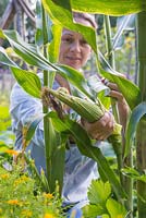 Woman harvesting Sweetcorn 'Minipop' F1 Hybrid - Zea mays var. rugosa
