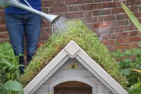 Watering the newly laid sedum matting - creating a living roof for a dog kennel