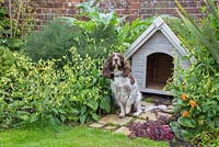 Pet dog sitting by kennel with a green living roof created using sedum matting. York stone path featuring Soleirolia soleirolii syn. Helxine soleirolii