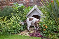 Pet dog next to kennel with a green living roof created using sedum matting.  York stone path featuring Soleirolia soleirolii syn. Helxine soleirolii