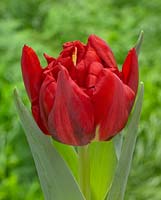 Tulipa Monte King C