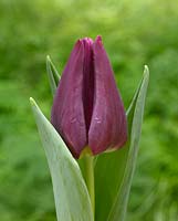 Tulipa 'Passionale Cardy'