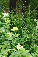 Hydrangea paniculata 'Wims Red', Hydrangea paniculata 'Limelight', Miscanthus sinensis 'Strictus' - shady border transformation after twenty-two months - Welsch Garden, Berlin, Germany