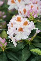 Rhododendron 'Mrs T.h. Lowinsky', AGM