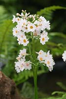 Primula japonica 'Postford White' AGM -Japanese primrose