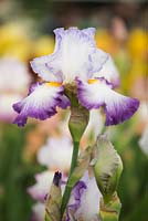 Iris 'Pastel Printanier' Cayeux 2014