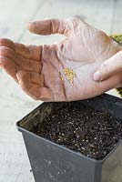 Sowing Setaria italica 'Lowlander' seeds