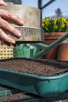 Sieving compost over freshly sown Mina lobata seeds