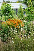 Summer garden with wildflower area in foreground, heleniums and runner bean wigwams in small vegetable plot with greenhouse.