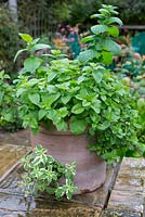 Terracotta planter on small patio, planted with various varieties of Mint.
