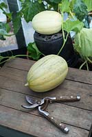 Cucumis melo 'Emir' Greenhouse grown melon, freshly cut with ripening fruit on upturned flower pot.