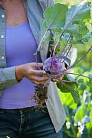 Harvesting kohlrabi 'Purple Vienna'.