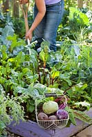 Trug of harvested vegetables - kohlrabi, beetroots. Woman working in the garden.