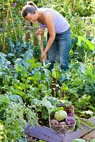 Trug of harvest - kohlrabi, beetroots. Woman working in the garden.