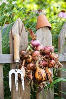 Garlic bunched and hanging on a wooden fence
