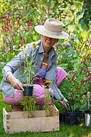Woman planting perennials in flowerbed - Persicaria amplexicaulis 'Firetail', Echinacea, Rudbeckia, Veronica spicata